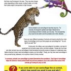 Animal Camouflage, Free PDF Download - Learn Bright Animal Camouflage, Free PDF Download - Learn Bright
