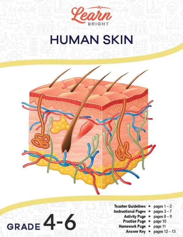 This is the title page for the Human Skin lesson plan. There is a graphic showing the layers of human skin. The orange Learn Bright logo is at the top of the page.