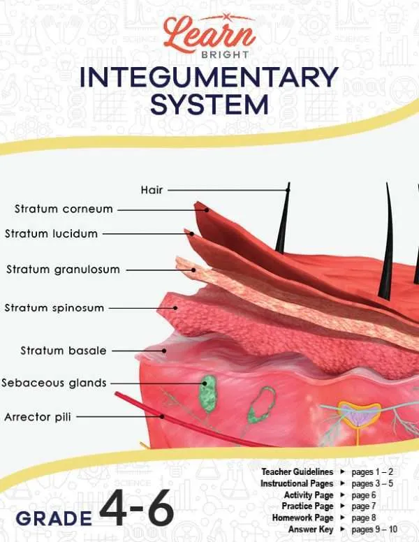 This is the title page for the Integumentary System lesson plan. There is a graphic of the layers of the skin with labels. The orange Learn Bright logo is at the top of the page.