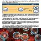 This is a content page for the Mitosis and Meiosis lesson plan. There is an image of the process of mitosis and a graphic of the process. The orange Learn Bright logo is at the bottom of the page.