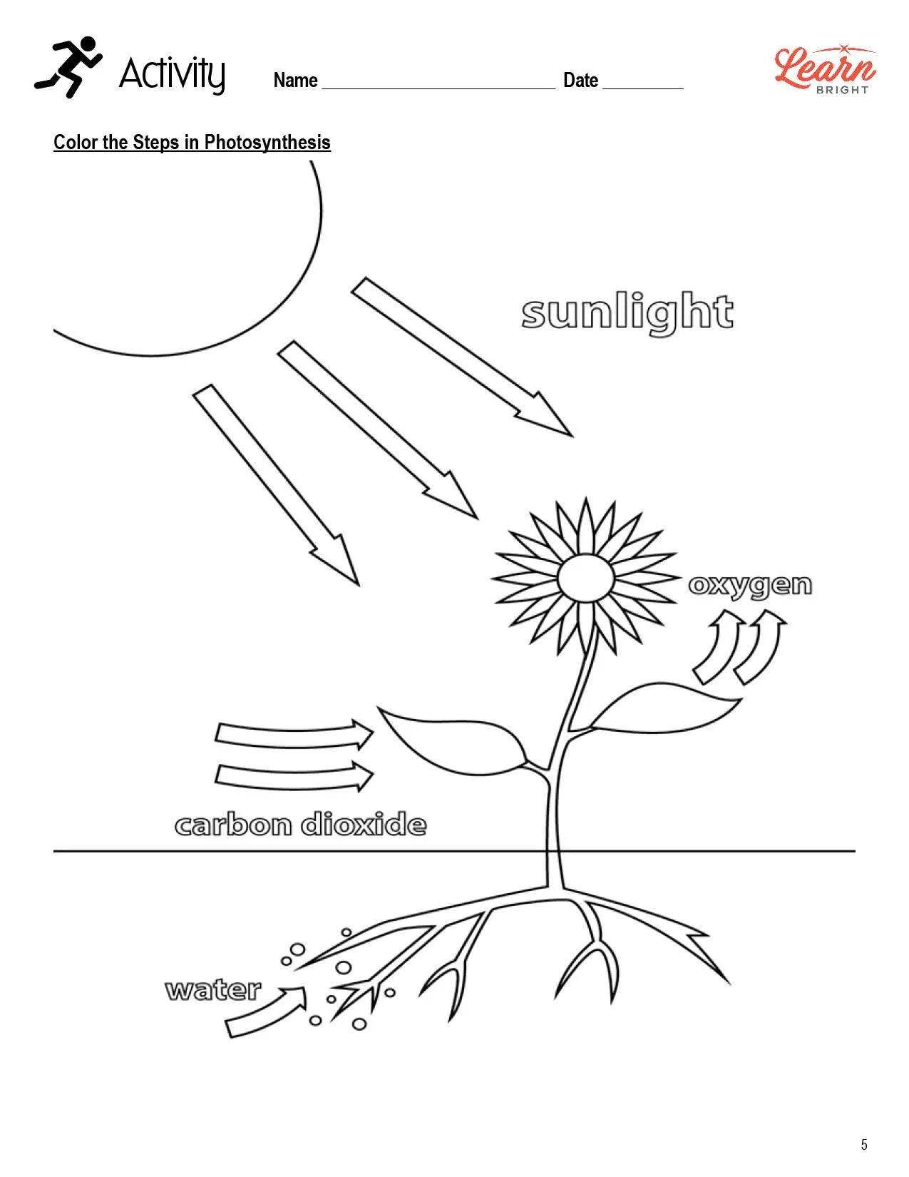 photosynthesis worksheet grade 7 pdf