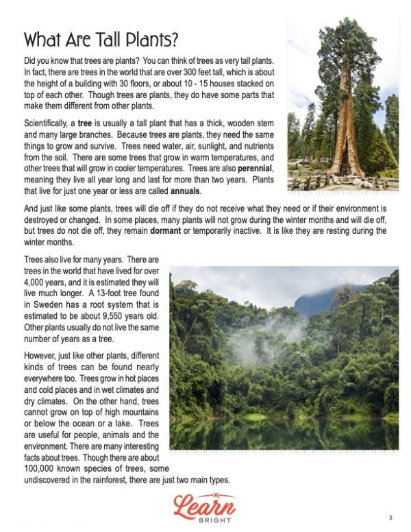This is a content page for the All about Trees lesson plan. There are two images, one of a tall tree and one of a jungle of trees. The orange Learn Bright logo is at the bottom of the page.