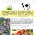 This is a content page for the Food Chain lesson plan. There are pictures of a cow and some grass. There is a photo of a bunny and someone holding tomatoes. The orange Learn Bright logo is at the bottom of the page.
