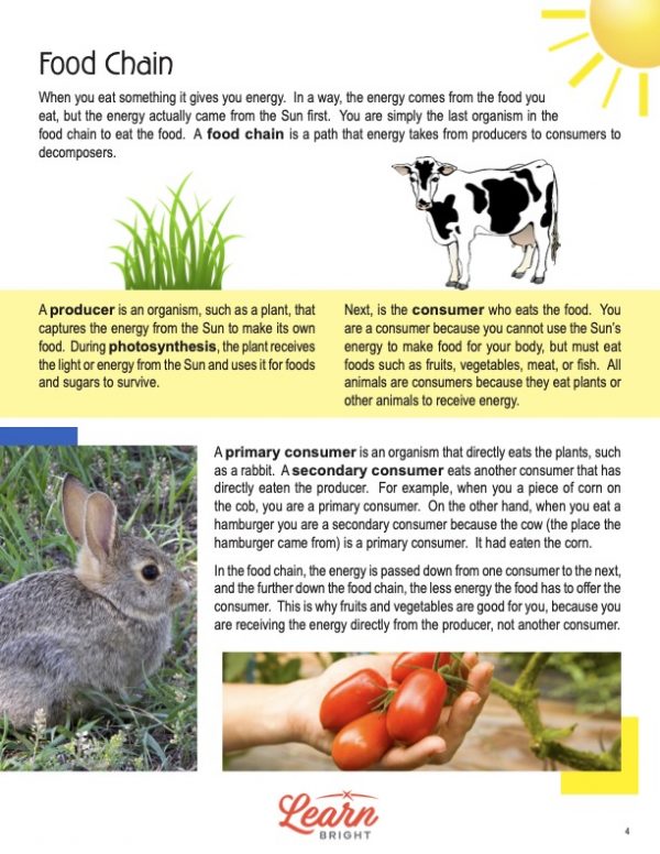 This is a content page for the Food Chain lesson plan. There are pictures of a cow and some grass. There is a photo of a bunny and someone holding tomatoes. The orange Learn Bright logo is at the bottom of the page.
