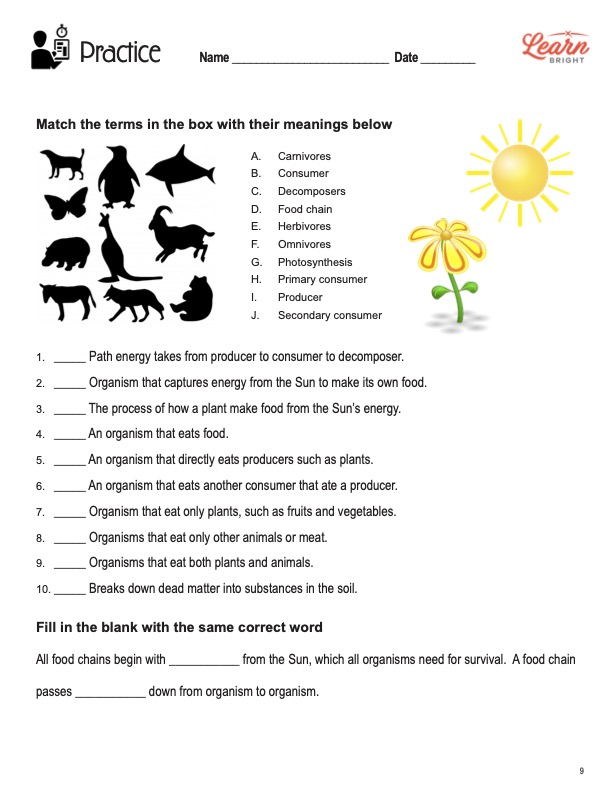 Food Chain, Free PDF Download - Learn Bright