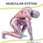 This is the title page for the Muscular System lesson plan. The main image is a graphic showing a man made of muscles kneeling on one knee and hand. The orange Learn Bright logo is at the top of the page.