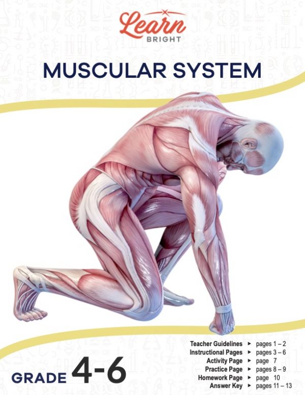 This is the title page for the Muscular System lesson plan. The main image is a graphic showing a man made of muscles kneeling on one knee and hand. The orange Learn Bright logo is at the top of the page.
