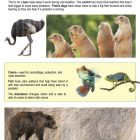 This is a content page for the Animal Adaptations lesson plan. There are images of an ostrich, prairie dogs, a fish, a chameleon, and a bear. The orange Learn Bright logo is at the bottom of the page.