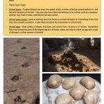 This is a content page for the Fossils lesson plan. There are pictures of fossilized animal tracks, eggs, and waste. The orange Learn Bright logo is at the bottom of the page.