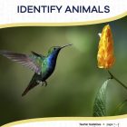 This is the title page for the Identify Animals lesson plan. The main image is of a hummingbird near a yellow flower. The orange Learn Bright logo is at the top of the page.