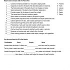 This is the practice worksheet for the Plant Parts lesson plan. The orange Learn Bright logo is in the top-right corner of the page.