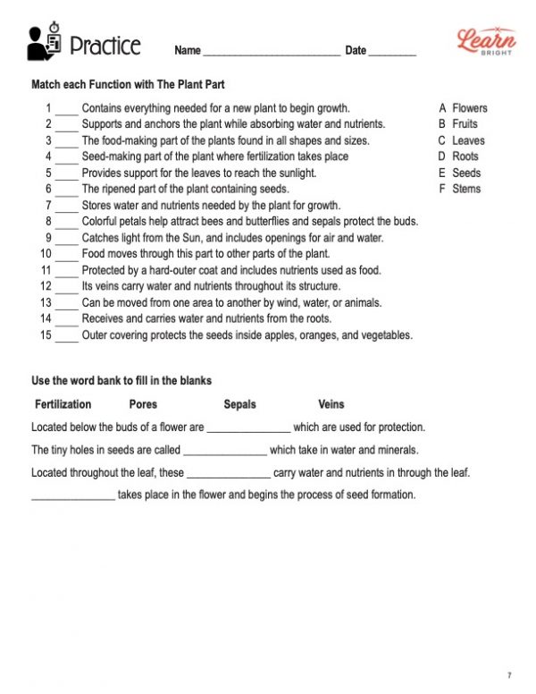 This is the practice worksheet for the Plant Parts lesson plan. The orange Learn Bright logo is in the top-right corner of the page.
