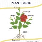 This is the title page for the Plant Parts lesson plan. The main image is a picture of a flower with different parts labeled. The orange Learn Bright logo is at the top of the page.