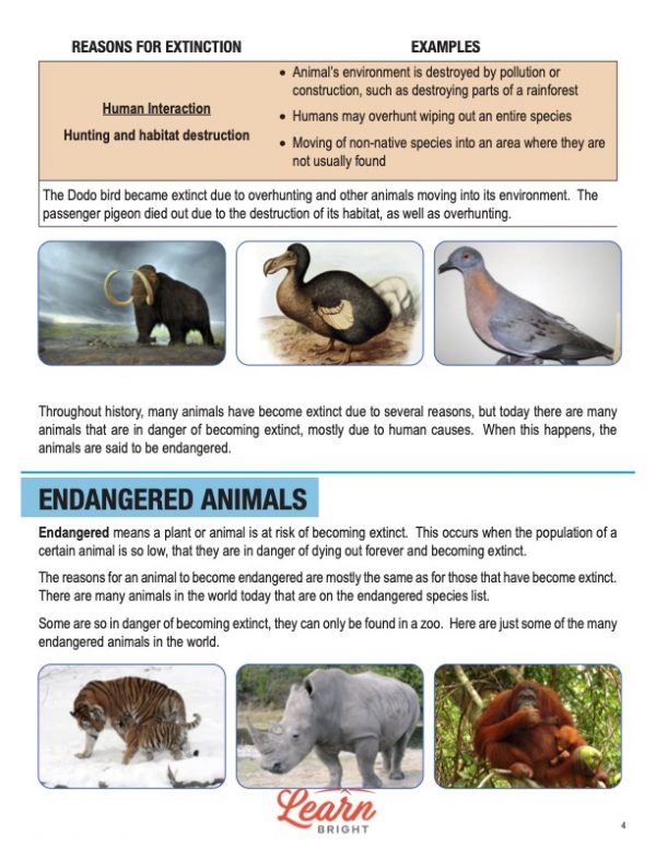 This is a content page for the Extinct and Endangered Animals lesson plan. There are pictures of several extinct animals—wooly mammoth, dodo bird, passenger pigeon—and endangered animals—bengal tiger, black rhino, and orangutan. The orange Learn bright logo is at the bottom of the page.