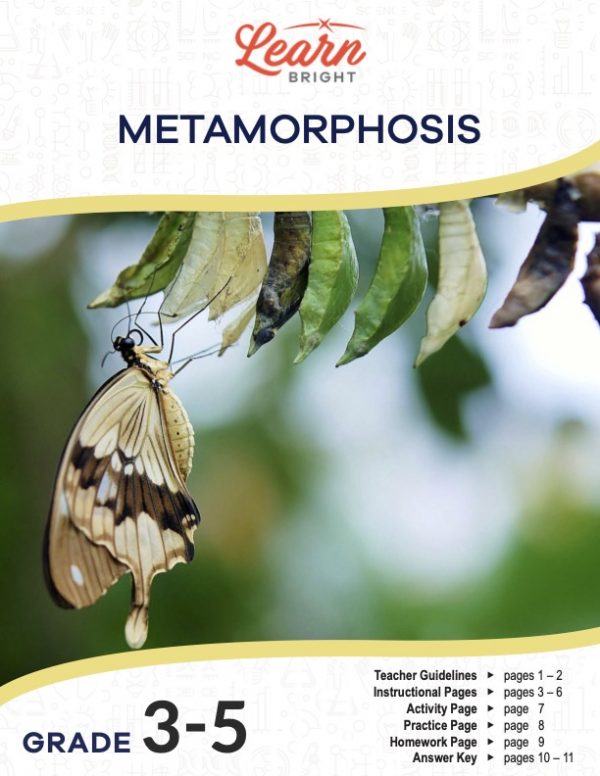 This is the title page for the Metamorphosis lesson plan. The main image is of a butterfly hatching from its pupa. There are other pupae along the same twig. The orange Learn Bright logo is at the top of the page.