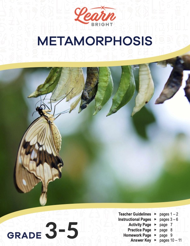 Metamorphosis, Free PDF Download - Learn Bright