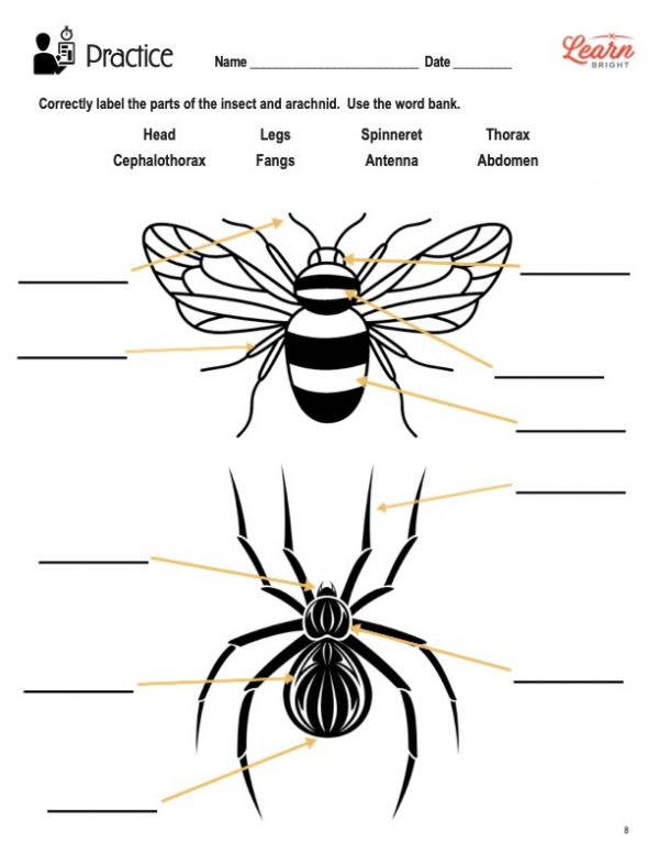 This is the practice worksheet for the Bugs lesson plan. There is an outline of both a spider and a bee. The orange Learn Bright logo is in the top-right corner of the page.