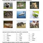 This is the homework worksheet for the Herbivores, Carnivores, Omnivores lesson plan. There are images of a cow, chicken, tiger, raccoon, shark, grasshopper, crocodile, elephant, and pig. The orange Learn Bright logo is in the top-right corner of the page.