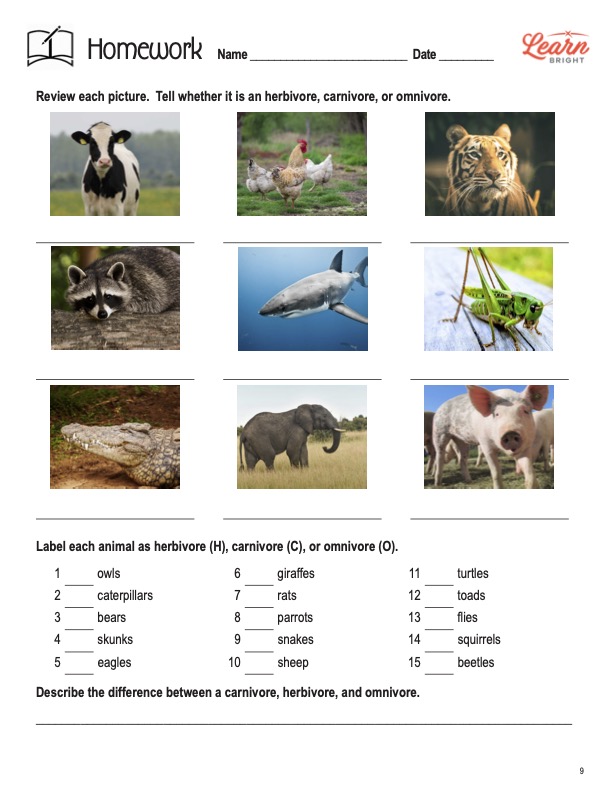 Herbivores, Carnivores, Omnivores, Free PDF Download - Learn Bright