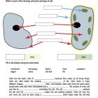 This is the practice worksheet for the Introduction to Cells lesson plan. There is a diagram showing the different parts of an animal cell and a plant cell. The orange Learn Bright logo is in the top-right corner of the page.