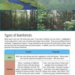 This is a content page for the Rainforests lesson plan. There are four photos of different rainforests. The orange Learn Bright logo is at the bottom of the page.