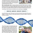 This is a content page for the DNA: Advanced Lesson lesson plan. There is a picture of three people and a dog sitting on a pier. There is a picture of three men. There is an illustration of a blue double helix. The orange Learn Bright logo is at the bottom of the page.