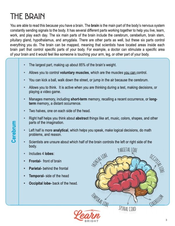 This is a content page for the Human Brain lesson plan. There is a graphic of a brain that shows different parts as different colors. The orange Learn Bright logo is at the bottom of the page.