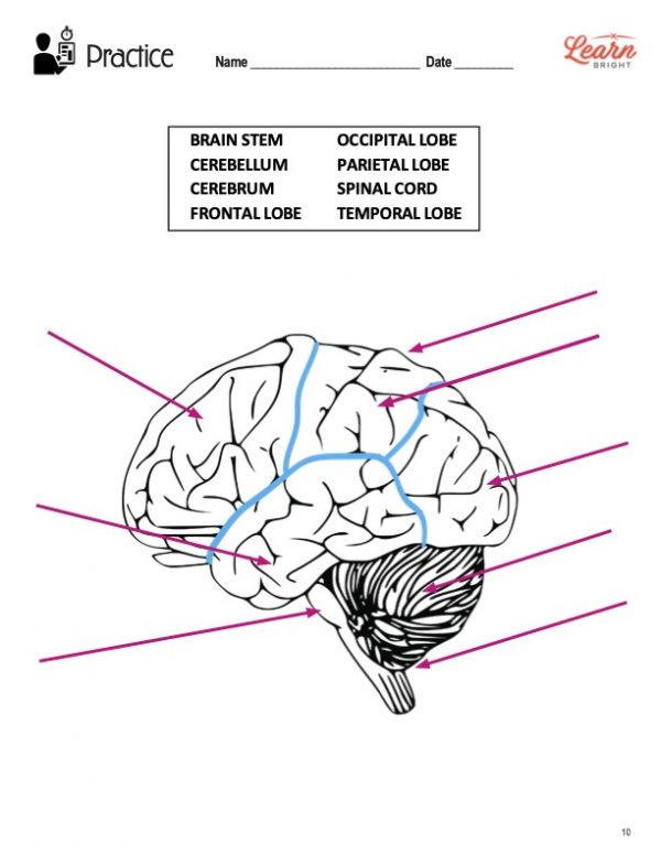 This is a practice worksheet for the Human Brain lesson plan. There is a diagram of a brain with arrows pointing to different spots. The orange Learn Bright logo is in the top-right corner of the page.