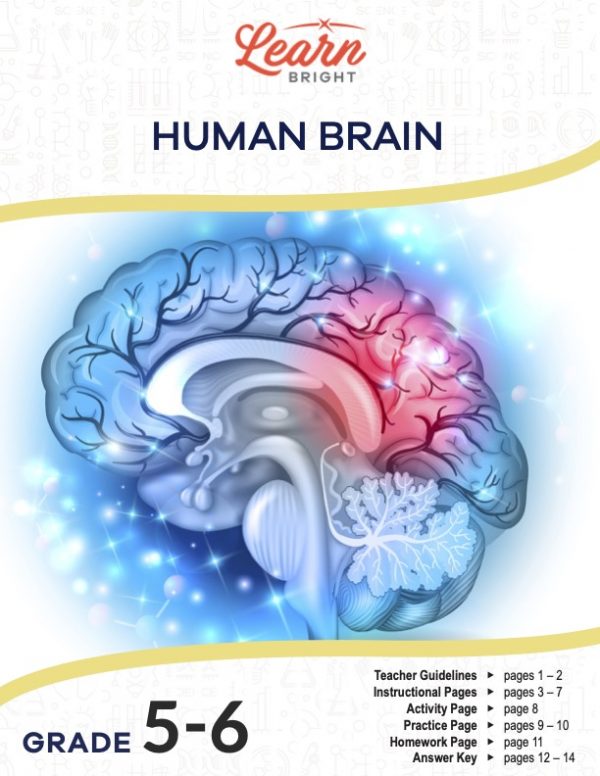 This is the title page for the Human Brain lesson plan. The main image is a picture of a brain that is mostly blue with one section that is red. The orange Learn Bright logo is at the top of the page.