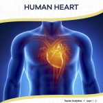 This is the title page for the Human Heart lesson plan. The main image shows a rendering of the heart within the body. The orange Learn Bright logo is at the top of the page.