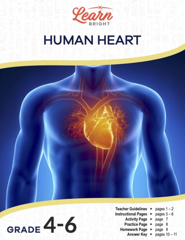 This is the title page for the Human Heart lesson plan. The main image shows a rendering of the heart within the body. The orange Learn Bright logo is at the top of the page.