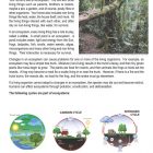 This is a content page for the Biomes and Ecosystems lesson plan. There is a picture of a moss-covered log that has fallen in the middle of a forest. There are three diagrams representing the water, carbon, and nitrogen cycles. The orange Learn Bright logo is at the bottom of the page.