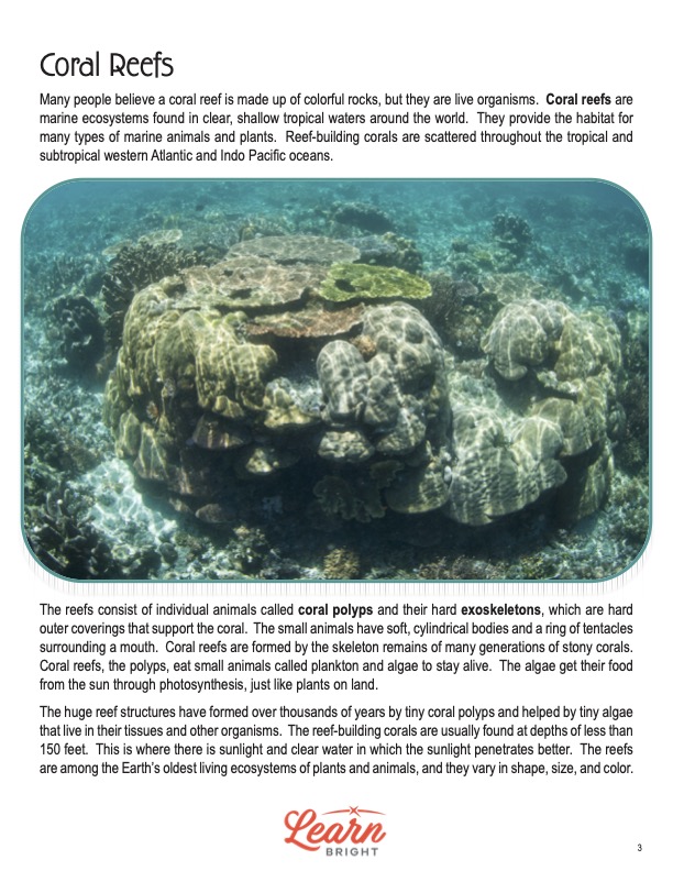 This is a content page for the Coral Reefs lesson plan. There is a picture of a coral polyp. The orange Learn Bright logo is at the bottom of the page.