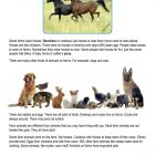 This is a content page for the Farm Animals lesson plan. There is a picture of two horses running in a field. There is a picture of a bunch of different animals, including a rabbit, a couple dogs, a turtle, and a guinea pig. The orange Learn Bright logo is at the bottom of the page.