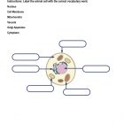 This is the homework worksheet for the Animal Cells STEM lesson plan. There is a diagram of a cell with bubbles around it in which students can label the parts of the cell. The orange Learn Bright logo is in the upper right corner of the page.