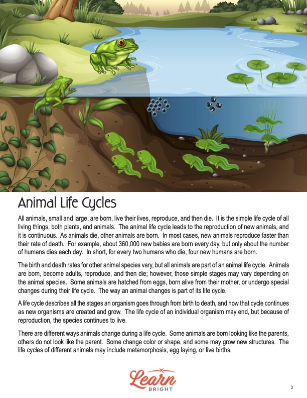 This is a content page for the Animal Life Cycles lesson plan. There is an illustration of a pond with a frog sitting at the edge of the grass next to the pond. The orange Learn Bright logo is at the bottom of the page.