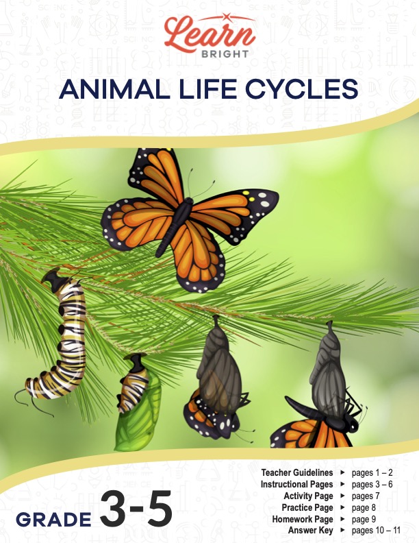 This is the title page for the Animal Life Cycles lesson plan. The main image is of a butterfly in its different stages of life. The orange Learn Bright logo is at the top of the page.
