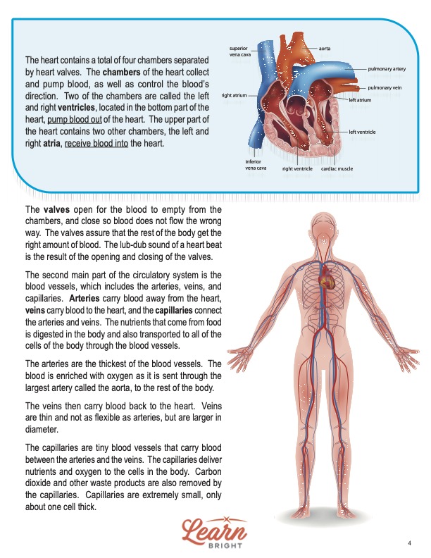 This is a content page for the Circulatory System lesson plan. There is a digram of the heart with labels for each component. There is a graphic of a person showing the blood vessels throughout the body. The orange Learn Bright logo is at the bottom of the page.