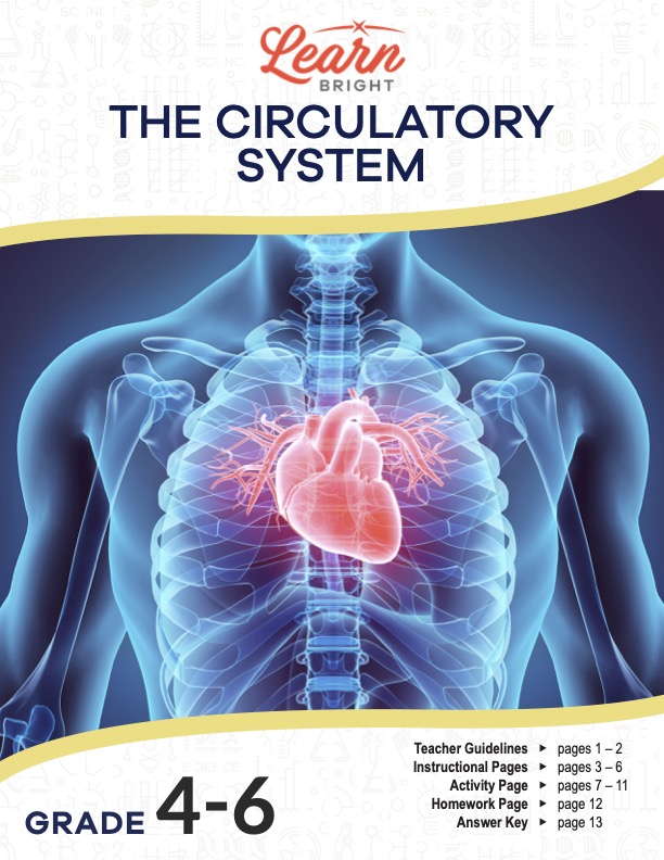 This is the title page for the Circulatory System lesson plan. The main image is a X-ray type picture that displays the heart muscle. The orange Learn Bright logo is at the top of the page.