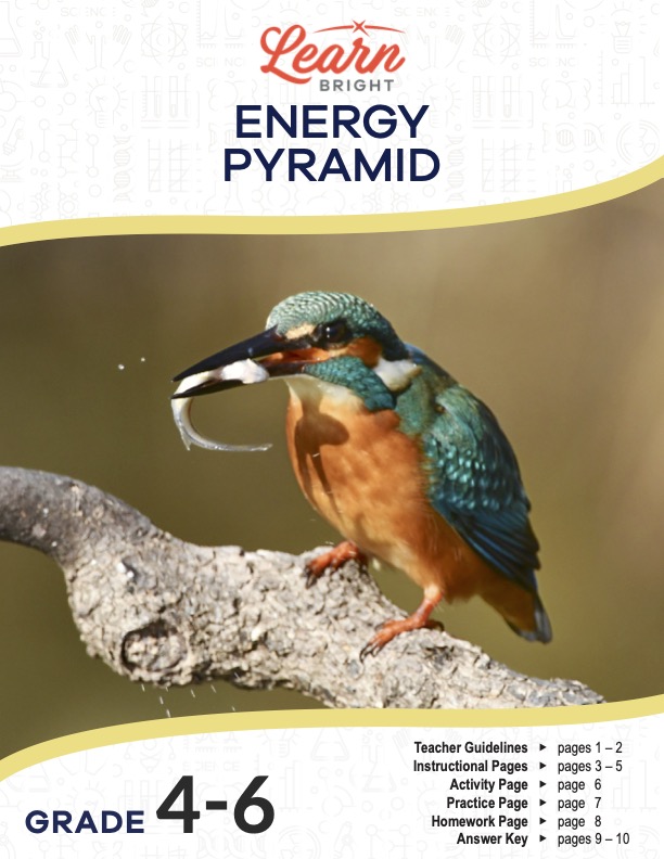 This is the title page for the Energy Pyramid lesson plan. The main image is of a bird holding a worm in its mouth. The orange Learn Bright logo is at the top of the page.