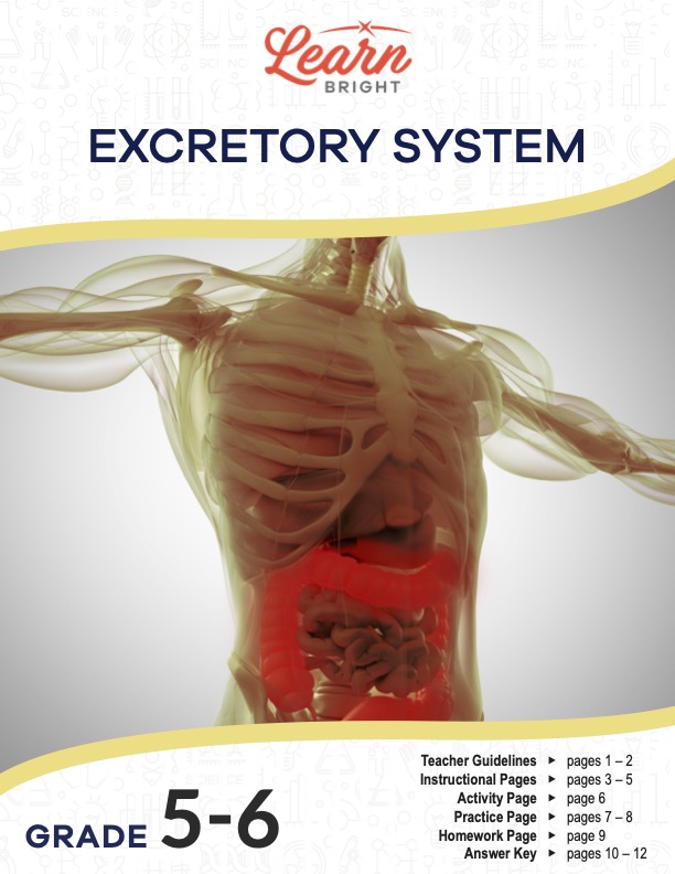 This is the title page for the Excretory System lesson plan. The main image is of a body showing the bones and organs. The orange Learn Bright logo is at the top of the page.