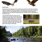 This is a content page for the Forests STEM lesson plan. There are photos of a bat, an eagle, a moose, and a stream through a forest. The orange Learn Bright logo is at the bottom of the page.