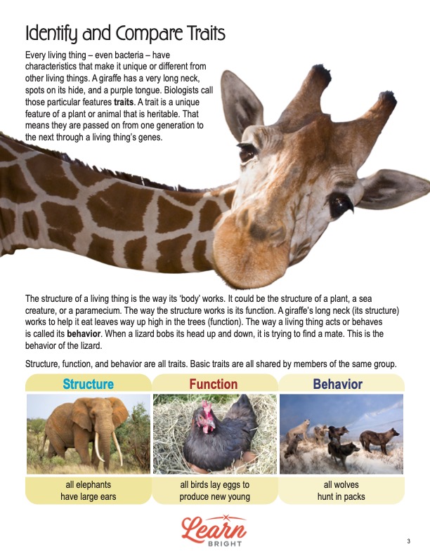 This is a content page for the Identify and Compare Traits STEM lesson plan. There are photos of a giraffe, an elephant, a chicken, and a pack of wolves. The orange Learn Bright logo is at the bottom of the page.