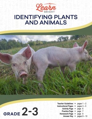 This is the title page for the Identifying Plants and Animals lesson plan. The main image is of two pigs in a meadow. The orange Learn Bright logo is at the top of the page.