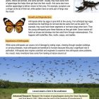 This is a content page for the Phyla: Arthropoda lesson plan. There is a photo of a scorpion, a photo of a butterfly, and a photo of a warm of locusts in a meadow. The orange Learn Bright logo is at the bottom of the page.