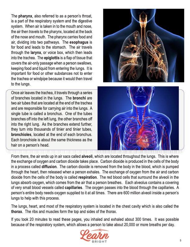 This is a content page for the Respiratory System lesson plan. There are images of lungs. The orange Learn Bright logo is at the bottom of the page.