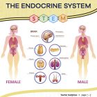 This is the title page for the Endocrine System STEM lesson plan. The main image shows diagrams of a female and male body with specific body parts labeled. The orange Learn Bright logo is at the top of the page.