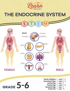 This is the title page for the Endocrine System STEM lesson plan. The main image shows diagrams of a female and male body with specific body parts labeled. The orange Learn Bright logo is at the top of the page.