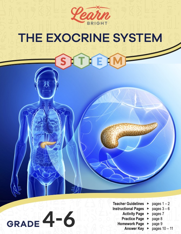 This is the title page for the Exocrine System STEM lesson plan. The main image is a blue graphic of a human emphasizing a specific area by showing a close-up circle. The orange Learn Bright logo is at the top of the page.
