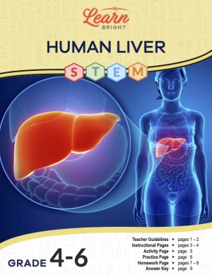 This is the title page for the Human Liver STEM lesson plan. The main image shows a graphic of a human body with a close-up circle displaying the liver organ. The orange Learn Bright logo is at the top of the page.
